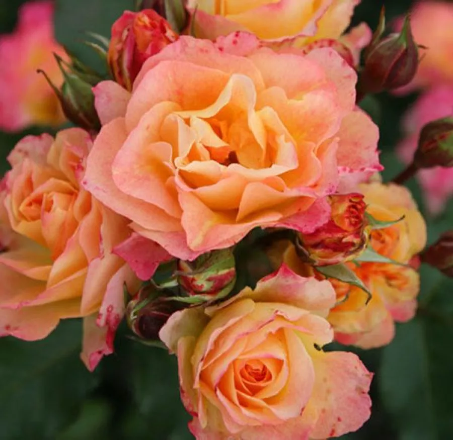 Fleurs groupées en bouquet - rosier à haute tige - Rosier - Landlust ® - 