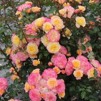 Galben - roz - trandafiri pomisor - Trandafir copac cu trunchi înalt – cu flori în buchet