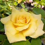 Sárga - teahibrid rózsa - Online rózsa vásárlás - Rosa Sunblest - diszkrét illatú rózsa - barack aromájú