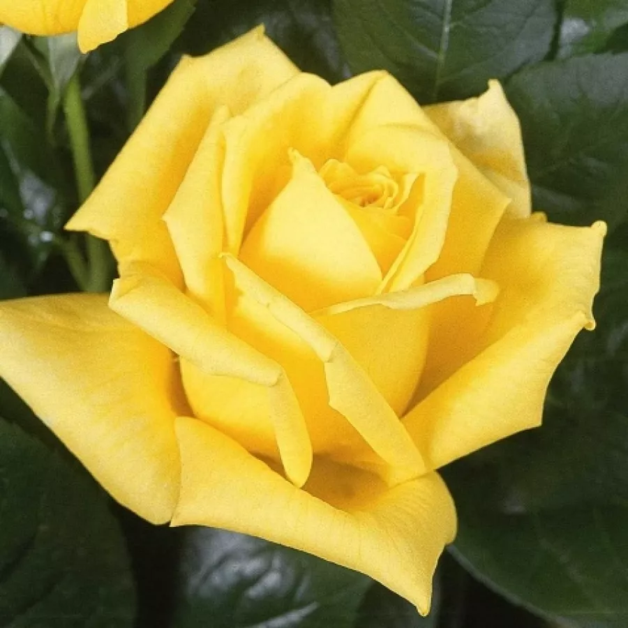 Rose Ibridi di Tea - Rosa - Sunblest - Produzione e vendita on line di rose da giardino