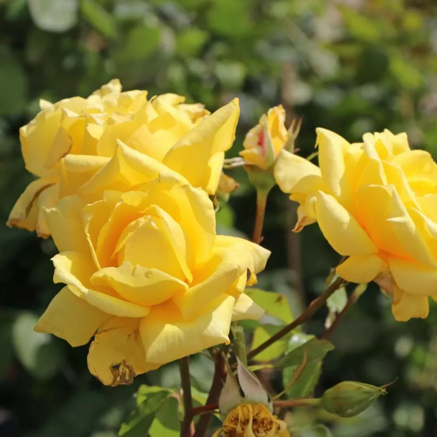žuta boja - Ruža - Sunblest - Narudžba ruža