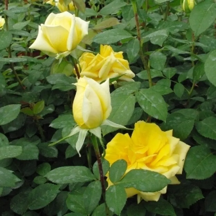 Diskretni miris ruže - Ruža - Sunblest - Narudžba ruža