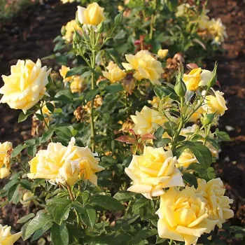 Ciemnożółty  - róża wielkokwiatowa - Hybrid Tea   (90-130 cm)