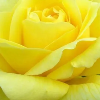 Rózsa kertészet - teahibrid rózsa - sárga - diszkrét illatú rózsa - barack aromájú - Sunblest - (90-130 cm)