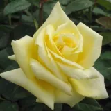 žuta boja - ruže stablašice - Rosa Sunblest - diskretni miris ruže