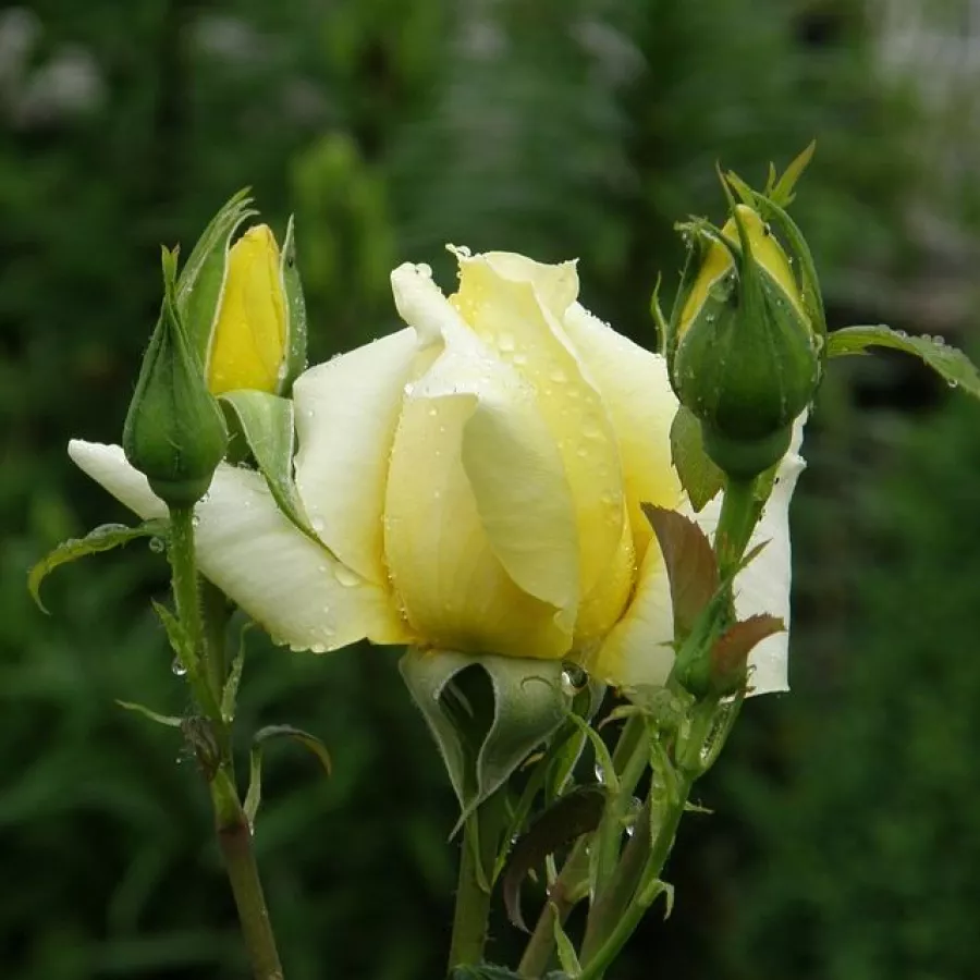 Trandafiri pomisor - Trandafir copac cu trunchi înalt – cu flori teahibrid - Trandafiri - Sunblest - 