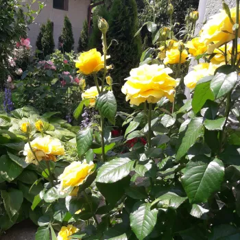 Amarillo oscuro - Árbol de Rosas Híbrido de Té - rosal de pie alto- forma de corona de tallo recto