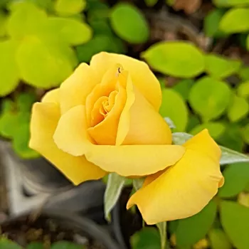 Rosa Lara™ - sárga - teahibrid rózsa