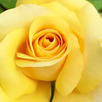 Rózsák webáruháza. - sárga - teahibrid rózsa - Lara™ - diszkrét illatú rózsa - fűszer aromájú - (100-130 cm)