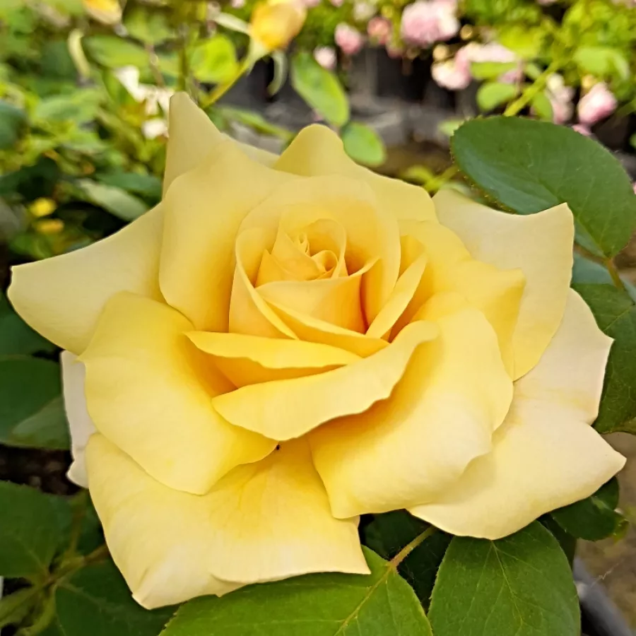 Rose Ibridi di Tea - Rosa - Lara™ - Produzione e vendita on line di rose da giardino