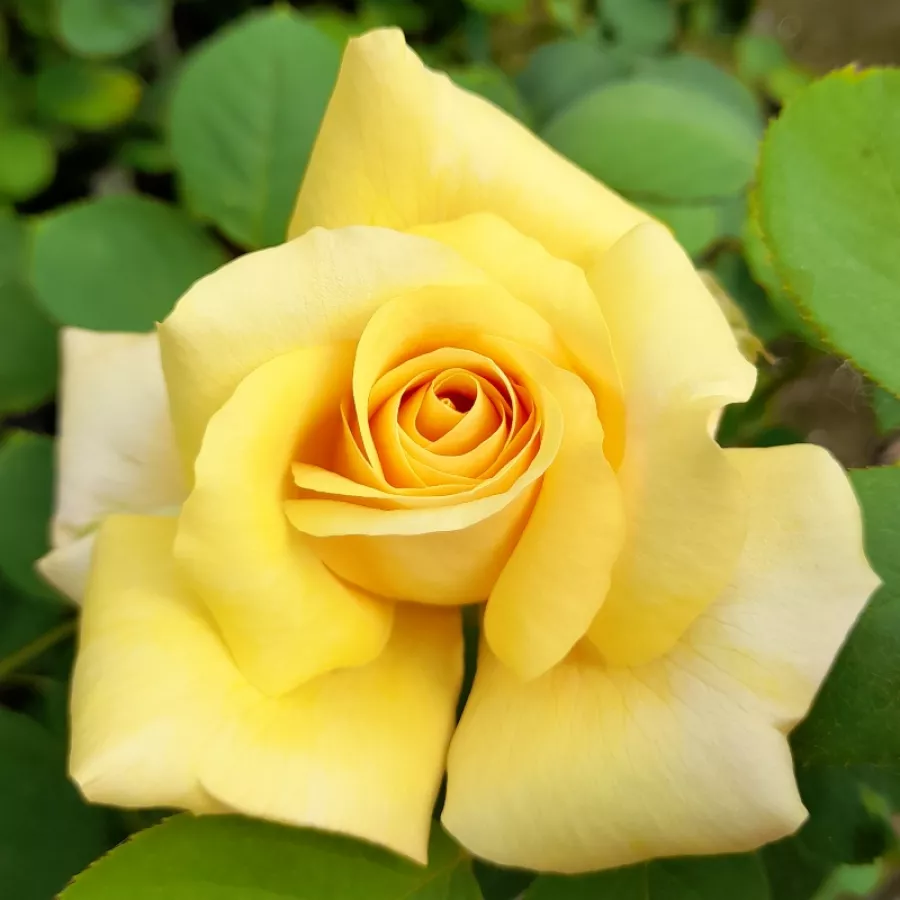 żółty - Róża - Lara™ - Szkółka Róż Rozaria