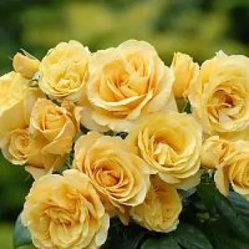 Rózsa kertészet - teahibrid rózsa - sárga - diszkrét illatú rózsa - fűszer aromájú - Lara™ - (100-130 cm)