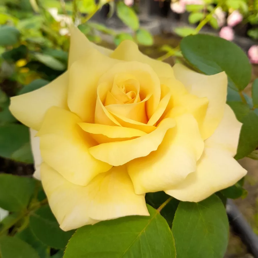 Amarillo - Rosa - Lara™ - rosal de pie alto