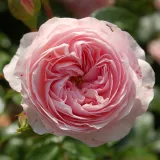 Rózsaszín - talajtakaró rózsa - Online rózsa vásárlás - Rosa Larissa® - nem illatos rózsa