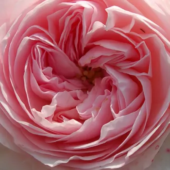 Online rózsa vásárlás - rózsaszín - talajtakaró rózsa - Larissa® - nem illatos rózsa - (75-90 cm)
