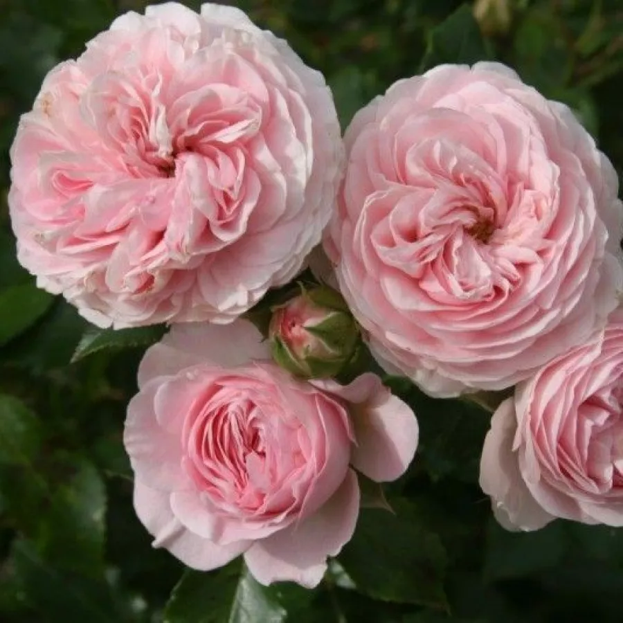 Rózsaszín - Rózsa - Larissa® - Online rózsa rendelés