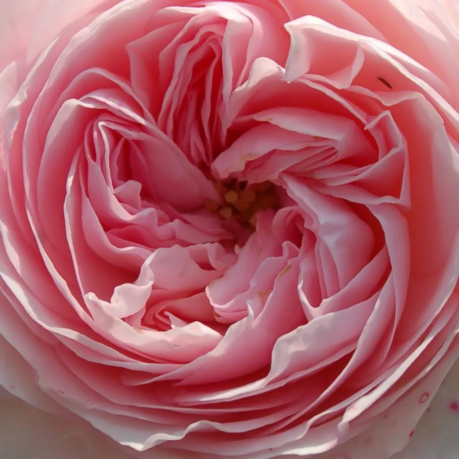 Ground cover, Shrub - Ruža - Larissa® - Narudžba ruža