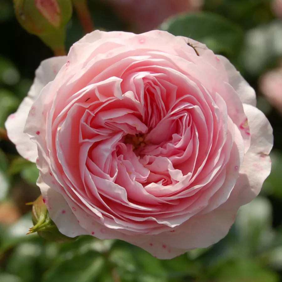 Różowy - Róża - Larissa® - 