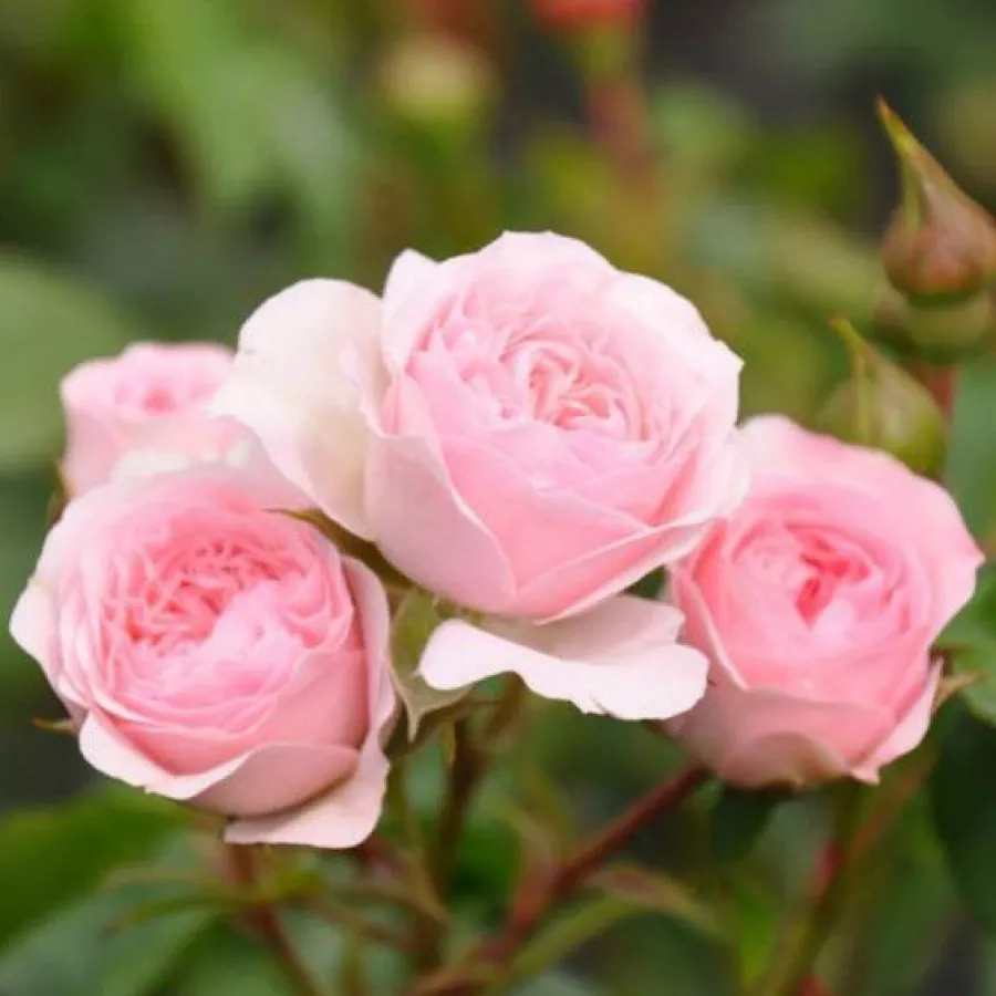 Angolrózsa virágú- magastörzsű rózsafa - Rózsa - Larissa® - Kertészeti webáruház