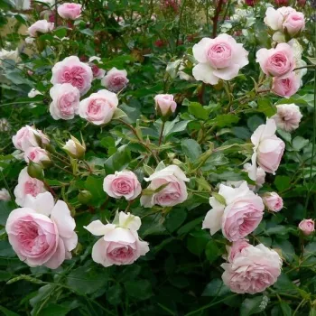 Rózsaszín - angolrózsa virágú- magastörzsű rózsafa    (120-150 cm)