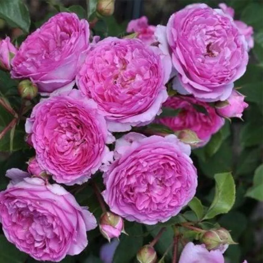 Fioletowy - Róża - Lavander™ - Szkółka Róż Rozaria