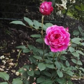 Rosa Lavander™ - púrpura - Árbol de Rosas Inglesa - rosal de pie alto- forma de corona tupida