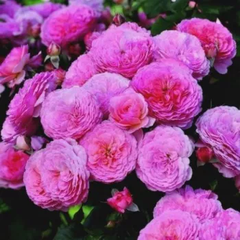 Lila - rózsaszín árnyalat - magastörzsű rózsa - angolrózsa virágú