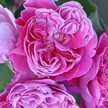 Online rózsa vásárlás - magastörzsű rózsa - angolrózsa virágú - lila - Lavander™ - intenzív illatú rózsa - orgona aromájú