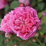 Nostalgična vrtnica - Vrtnica intenzivnega vonja - vrtnice online - Rosa Lavander™ - vijolična