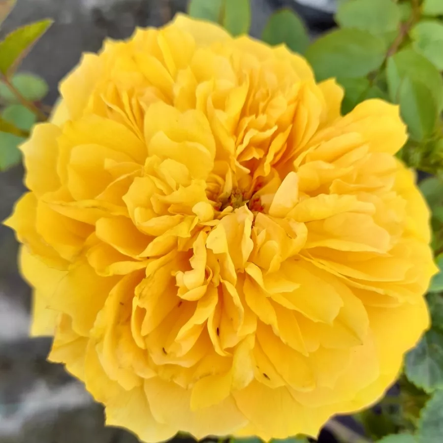 Róża nostalgie - Róża - Leah Tutu™ - Szkółka Róż Rozaria