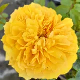 Nostalgische rosen - gelb - diskret duftend - Rosa Leah Tutu™ - Rosen Online Kaufen
