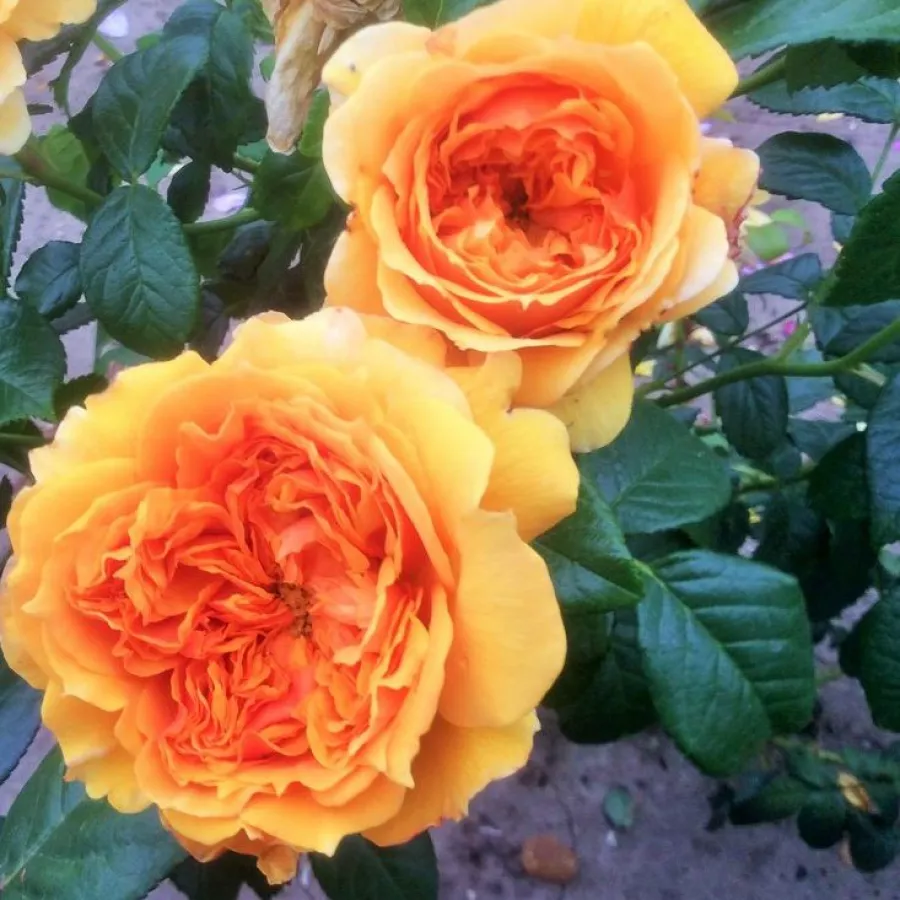 Giallo - Rosa - Leah Tutu™ - Produzione e vendita on line di rose da giardino