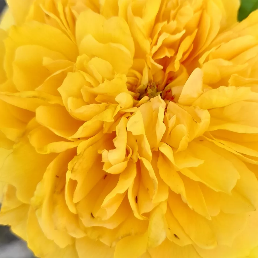 Romantica, Shrub - Roza - Leah Tutu™ - Na spletni nakup vrtnice
