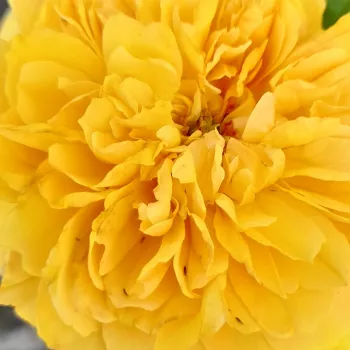 Rosen Shop - nostalgische rosen - gelb - Rosa Leah Tutu™ - diskret duftend - Heather M. Horner - -