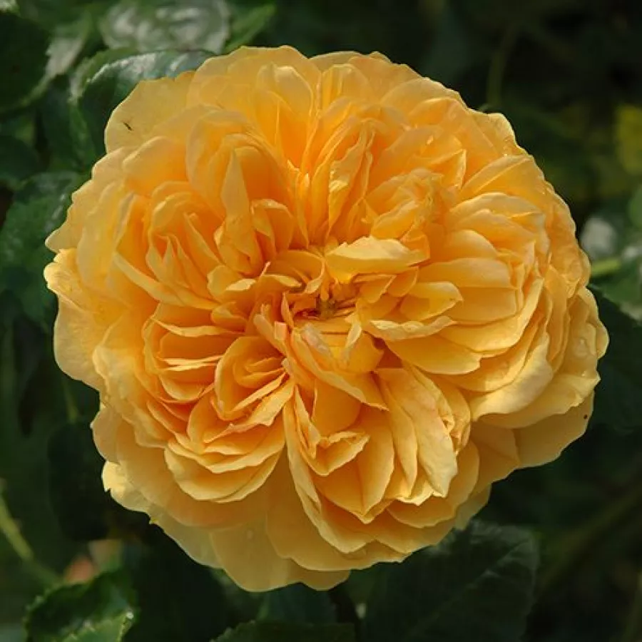 żółty - Róża - Leah Tutu™ - 