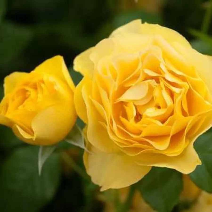Trandafiri pomisor - Trandafir copac cu trunchi înalt – cu flori tip trandafiri englezești - Trandafiri - Leah Tutu™ - 