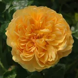 Stamrozen - geel - Rosa Leah Tutu™ - zacht geurende roos