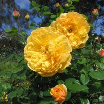 Sárga - nosztalgia rózsa - diszkrét illatú rózsa - savanyú aromájú