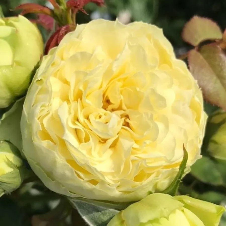 Ruža diskretnog mirisa - Ruža - Kensie - sadnice ruža - proizvodnja i prodaja sadnica