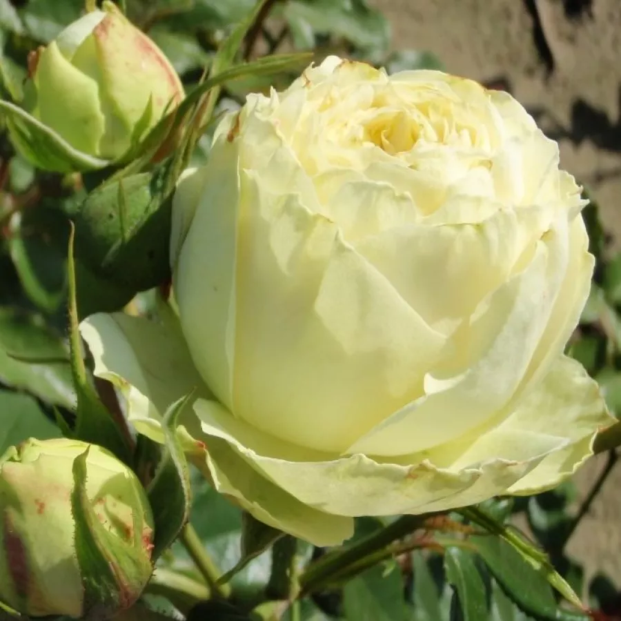 Hybrydowa róża herbaciana - Róża - Kensie - sadzonki róż sklep internetowy - online
