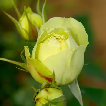 Rosa Kensie - blanco - rosales híbridos de té