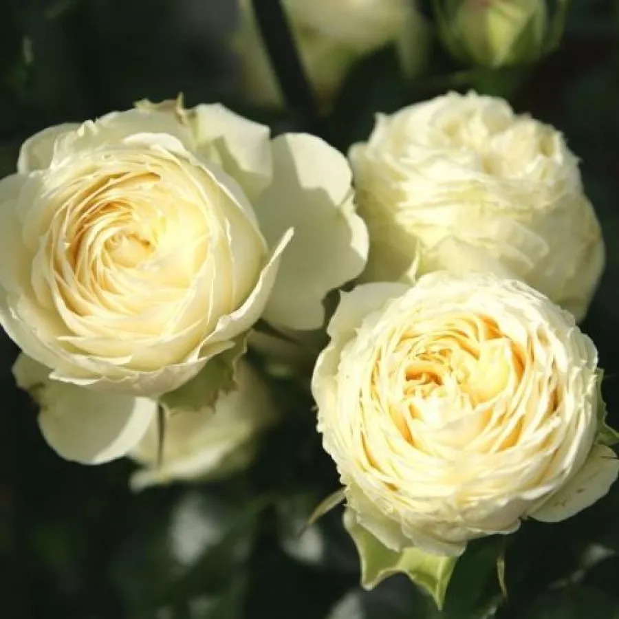Tömvetelt virágú - Rózsa - Kensie - online rózsa vásárlás