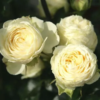 Biały - zielony odcień - hybrydowa róża herbaciana - róża o dyskretnym zapachu - kwaśny zapach