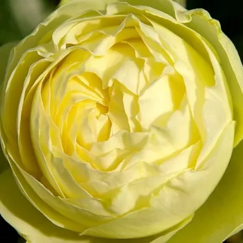 Narudžba ruža - hibridna čajevka - ruža diskretnog mirisa - kiselkasta aroma - Kensie - bijela - (100-130 cm)