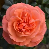 20-989-1