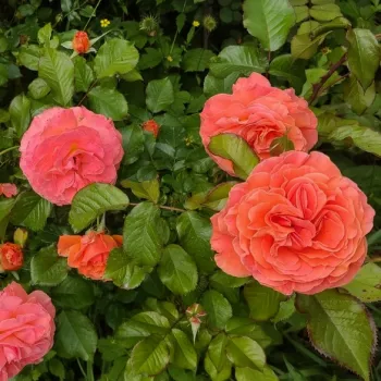 Tiefer, verbrannter Orangenton als Grundton mit feiner bräunlicher Nuance. - beetrose, floribunda-rose - kräftig, gut wahrnehmbare duftrose - reich fruchtiger charakter