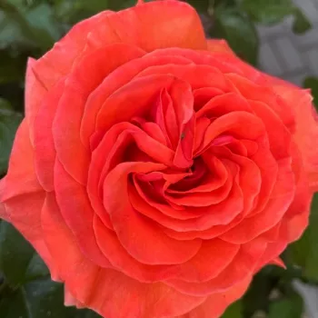 Online rosenkauf - orange - kräftig, gut wahrnehmbare duftrose - Tatton - beetrose, floribunda-rose - (85-115 cm)