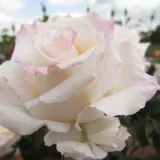 Fehér - teahibrid rózsa - Online rózsa vásárlás - Rosa Anniversary Waltz™ - intenzív illatú rózsa - alma aromájú