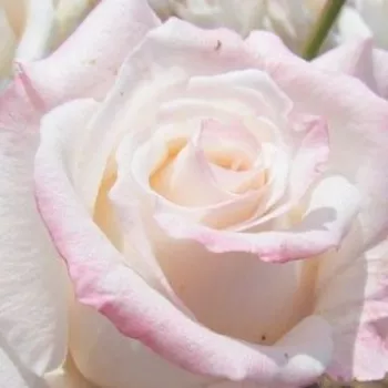 Online rózsa kertészet - fehér - teahibrid rózsa - Anniversary Waltz™ - intenzív illatú rózsa - alma aromájú - (75-90 cm)