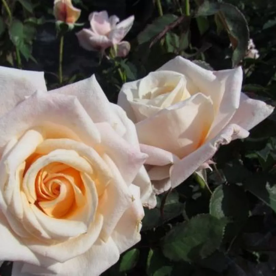 Alb - Trandafiri - Anniversary Waltz™ - Trandafiri online